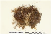 藏品(裂葉蘚屬)的圖片